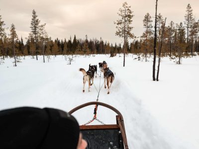 Falke - Levi-199 Low